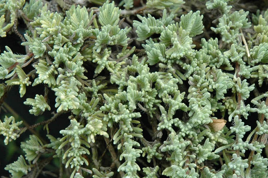 Thymus leucotrichus ssp neiceffii en fleurs sur des pentes pierreuses en Turquie centrale